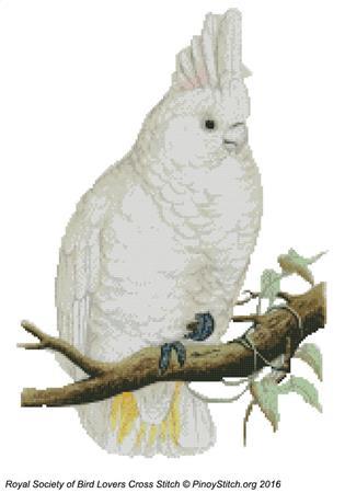 (image for) RSBL Cockatoo Goffins